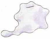 Cute lil' Ditto.